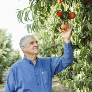 Farmer picking peaches