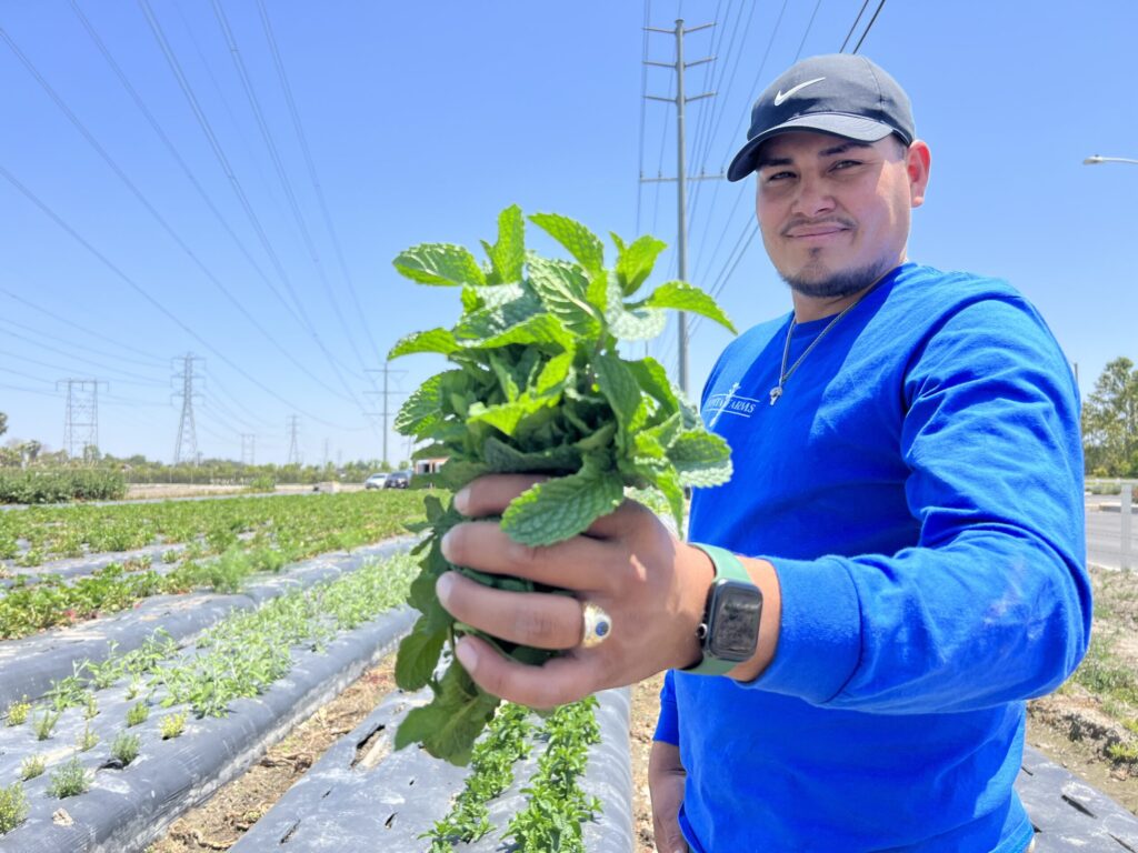 Man holding fresh produce on farm