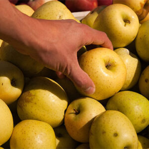 Hand reaching into a container of yellow apples