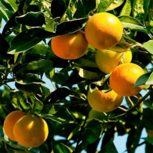 Oranges on the tree