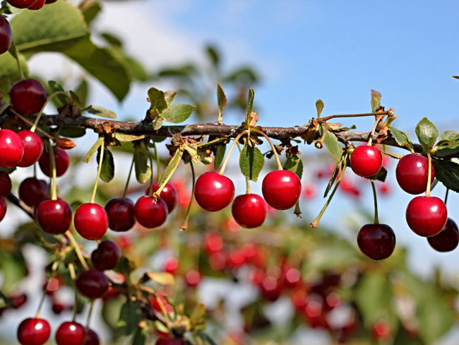 Cherries on tree