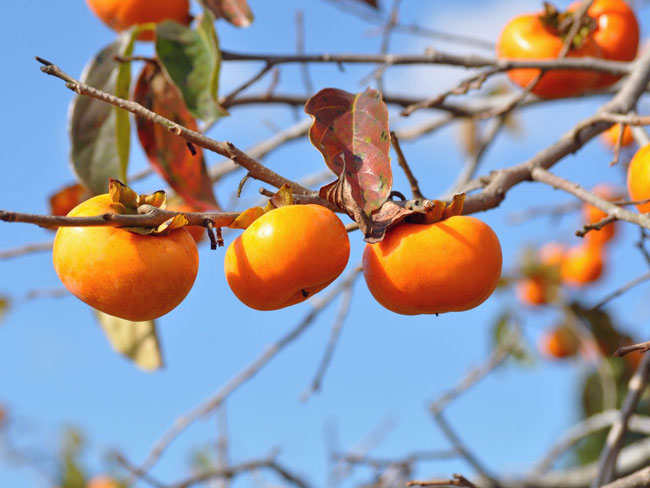 Persimmons on tree