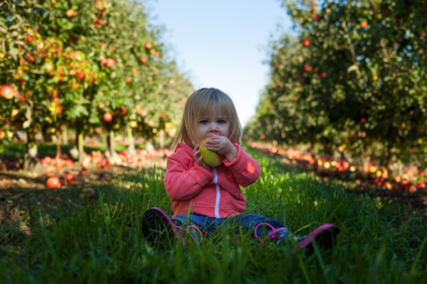 Girl in orchard eating apple